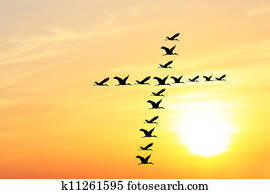 Beautiful & heavenly sky in the evening with birds forming holy cross shape as they fly together in unison & harmony. The evening sky is brightly lit by the setting sun