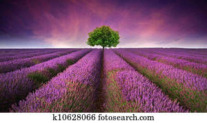 Beautiful image of lavender field Summer sunset landscape with single tree on horizon contrasting colors Beautiful image of lavender field Summer sunset landscape with single tree on horizon contrasting colors