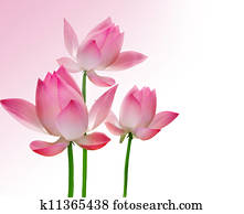 Beautiful Lotus Beautiful Lotus