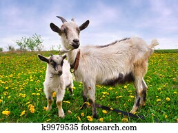 Beautiful summer landscape with a goat and kid Beautiful summer landscape with a goat and kid