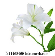 Beautiful White Lily Isolated Beautiful White Lily Isolated