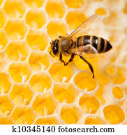 biene, makro, kugel, sammeln, blütenhonig, in, wabe biene, makro, kugel, sammeln, blütenhonig, in, wabe