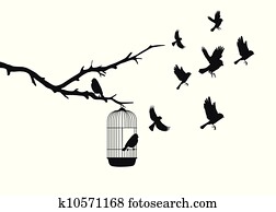 birds birds
