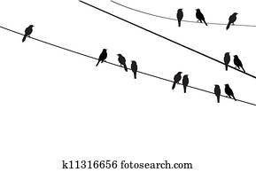 birds birds