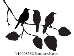 birds birds