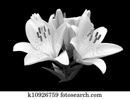 black and white flower lily. black and white flower lily.