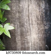 blank wooden background with ivy frame at the left side, grungy style, room for text, square image