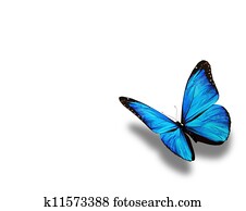 Blue butterfly, isolated on white Blue butterfly, isolated on white