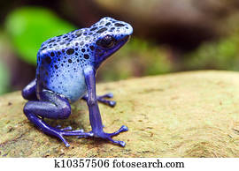 Blue poison dart frog, Dendrobates azureus, in its natural habitat with copy space