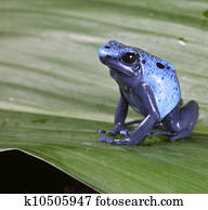 blue poison dart frog