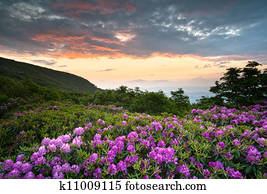 Blue Ridge Parkway Mountains Sunset over Spring Rhododendron Flowers Blooms scenic Appalachians near Asheville, NC