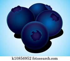 blueberries vector