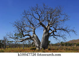 Boab Tree Australia