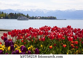 bodensee with tulips bodensee with tulips