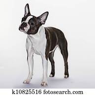 Boston Terrier Fotos | 1000+ Boston Terrier Stock Bilder | Fotosearch