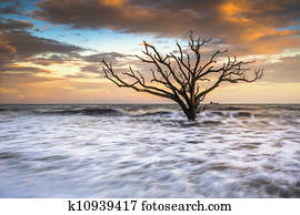 botânica, baía, Edisto, ilha, sc, Boneyard, praia, pôr do sol, paisagem, charleston, carolina sul, costa oriental