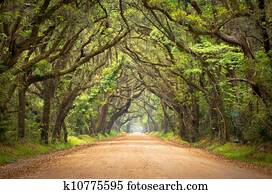 botânica, baía, plantação, spooky, estrada sujeira, arrepiado, pântano, carvalho, árvores, túnel, com, musgo espanhol, ligado, Edisto, ilha, sc