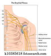 brachial, plexus,, eps10 brachial, plexus,, eps10