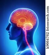 Brain anatomy  - cross section