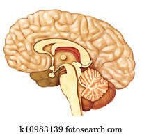 brain brain