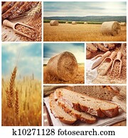 bread, ו, לאסוף, חיטה