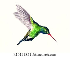 Broad Billed Hummingbird Broad Billed Hummingbird
