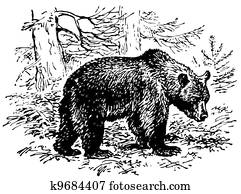Brown bear Brown bear