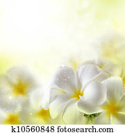 buquet, de, plumeria, flores