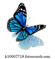butterfly of blue color on a white butterfly of blue color on a white