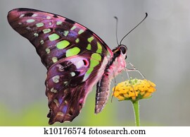 butterfly butterfly