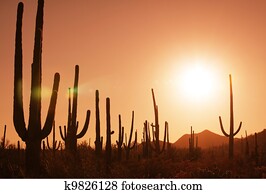 Cactus Cactus
