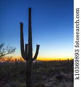 cactus with golden sunset and blue sky cactus with golden sunset and blue sky