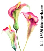 Calla Lily flowers Calla Lily flowers