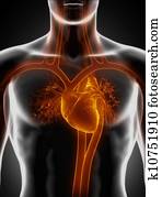 Cardiovascular system with heart Cardiovascular system with heart