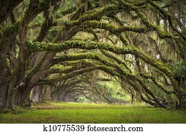 carvalhos, avenida, charleston, sc, plantação, viver, carvalho, árvores, floresta, paisagem, em, ás, bacia, carolina sul, lowcountry