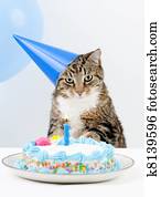Cat Birthday Party Cat Birthday Party