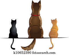 cats and dog cats and dog
