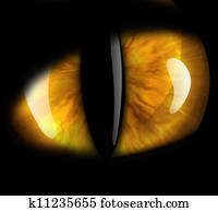 cat's eye cat's eye