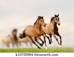 cavalos, em, pôr do sol