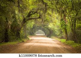 charleston, sc, estrada sujeira, floresta, botânica, baía, plantação, musgo espanhol, Edisto, ilha, sul fundo, viver, carvalho, árvores