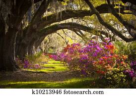 Charleston SC Plantation Live Oak Trees Spanish Moss Azalea Flowers Blooming Spring Blooms