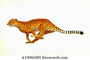 Cheetah Cheetah