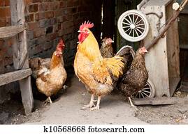 chicken on a farm chicken on a farm