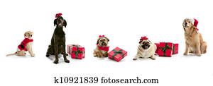 christmas dogs christmas dogs