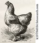 Cochin Chicken Cochin Chicken