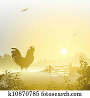 Cockerel, Rooster Cockerel, Rooster