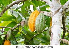 cocoa fruit in the tree cocoa fruit in the tree