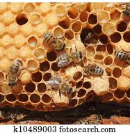 Cocoons future Queen Bees