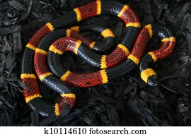Coral Snake on Black 3 Coral Snake on Black 3