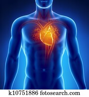 coração humano, anatomia